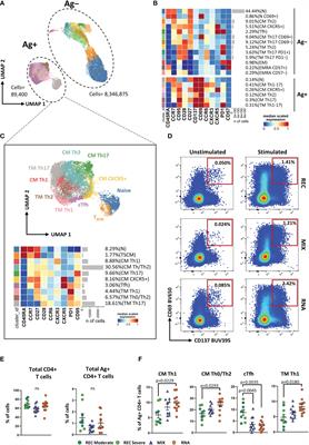 Detailed characterization of SARS-CoV-2-specific T and B cells after infection or heterologous vaccination